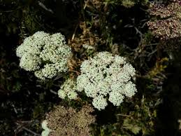 Attēlu rezultāti vaicājumam “Libanotis montana flower”