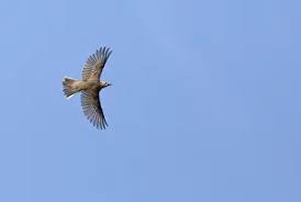 Attēlu rezultāti vaicājumam “Turdus viscivorus adult”