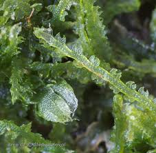 Attēlu rezultāti vaicājumam “Cephalozia bicuspidata”