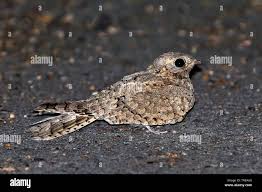 Image result for Caprimulgus aegyptius