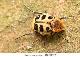 Attēlu rezultāti vaicājumam “Trichius fasciatus imago”