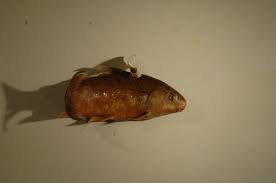 Image result for Carpiodes carpio