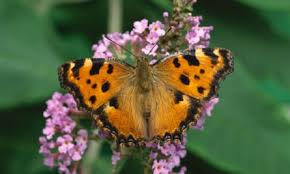 Attēlu rezultāti vaicājumam “Nymphalis xanthomelas upperside”