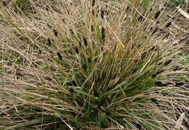 Attēlu rezultāti vaicājumam “Sesleria caerulea fruit”
