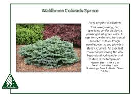 Attēlu rezultāti vaicājumam “Picea pungens”