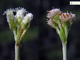 Attēlu rezultāti vaicājumam “Antennaria dioica male flower”