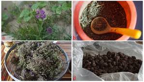 Attēlu rezultāti vaicājumam “Carlina biebersteinii fruit”