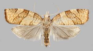 Attēlu rezultāti vaicājumam “Pandemis corylana”