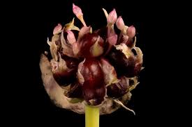 Attēlu rezultāti vaicājumam “Allium sativum bud”