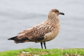 Image result for Stercorarius skua
