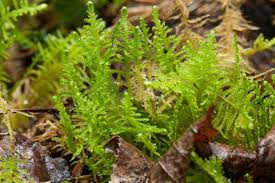 Attēlu rezultāti vaicājumam “Ptilium crista-castrensis sporophyte”