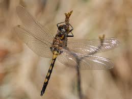 Attēlu rezultāti vaicājumam “Leucorrhinia”