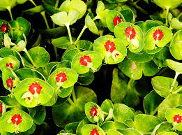 Attēlu rezultāti vaicājumam “Cribraria martinii”