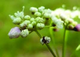 Attēlu rezultāti vaicājumam “Pimpinella saxifraga flower”