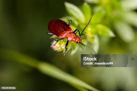 Attēlu rezultāti vaicājumam “Cucujus cinnaberinus”