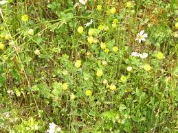 Attēlu rezultāti vaicājumam “Trifolium aureum leaf”