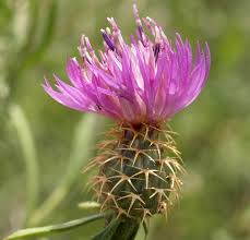 Attēlu rezultāti vaicājumam “Carex caryophyllea flower”