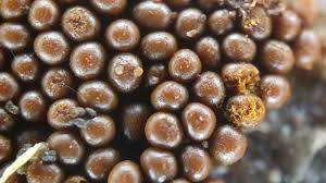 Attēlu rezultāti vaicājumam “Trichia alpina macro”