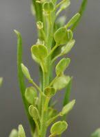 Attēlu rezultāti vaicājumam “Lepidium densiflorum leaf”