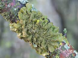 Attēlu rezultāti vaicājumam “Melanohalea exasperata”