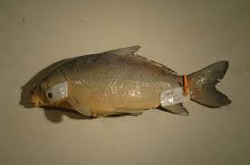 Image result for Ictiobus bubalus