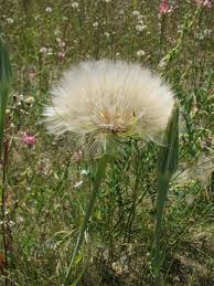 Attēlu rezultāti vaicājumam “Tragopogon heterospermus”