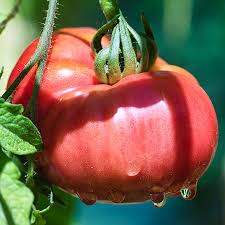 Afbeeldingsresultaat voor caspian pink tomato