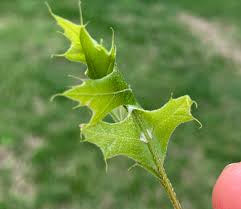 Attēlu rezultāti vaicājumam “Pandemis”