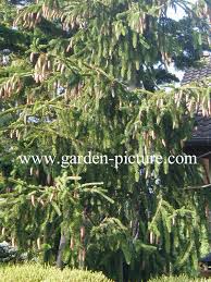 Attēlu rezultāti vaicājumam “Picea abies fo. virgata”