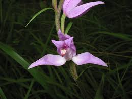 Attēlu rezultāti vaicājumam “Cephalanthera rubra”