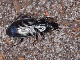 Attēlu rezultāti vaicājumam “Pterostichus quadrifoveolatus”