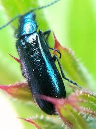 Attēlu rezultāti vaicājumam “Dasytes caeruleus”