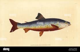 Image result for Salvelinus alpinus oquassa