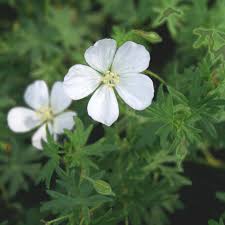 Attēlu rezultāti vaicājumam “Geranium sanguineum”
