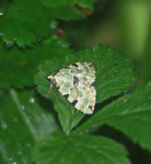 Attēlu rezultāti vaicājumam “Colostygia pectinataria male”