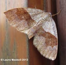 Attēlu rezultāti vaicājumam “Plagodis pulveraria”