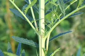 Attēlu rezultāti vaicājumam “Tagetes leaf”