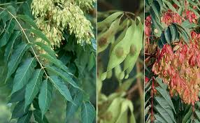 Attēlu rezultāti vaicājumam “Festuca altissima leaf”