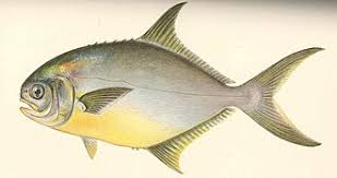 Image result for Trachinotus carolinus
