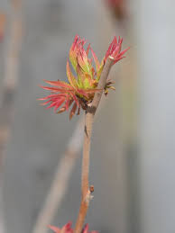 Attēlu rezultāti vaicājumam “Sorbaria sorbifolia bud”