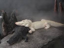 Image result for Alligator mississippiensis