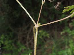 Attēlu rezultāti vaicājumam “Geranium dissectum fruit”