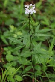 Attēlu rezultāti vaicājumam “Cardamine bulbifera”