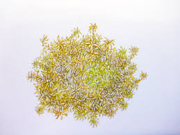 Attēlu rezultāti vaicājumam “Sphagnum tenellum”