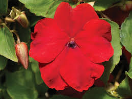 Image result for Impatiens walleriana