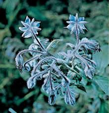 Image result for Borago officinalis