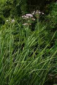 Attēlu rezultāti vaicājumam “Butomaceae”