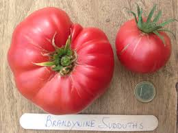 Afbeeldingsresultaat voor brandywine sudduth tomato