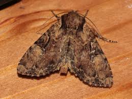 Attēlu rezultāti vaicājumam “Apamea epomidion”