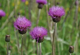 Attēlu rezultāti vaicājumam “Cirsium heterophyllum”
